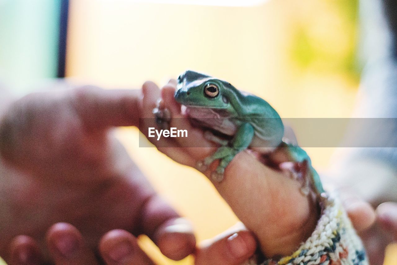 Green frog in human hands