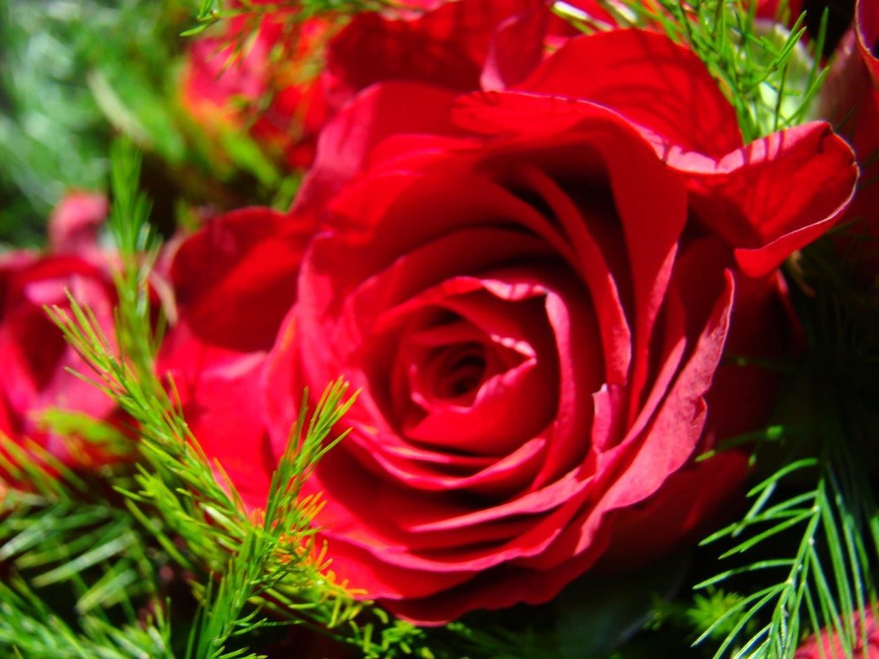 Close-up of red rose