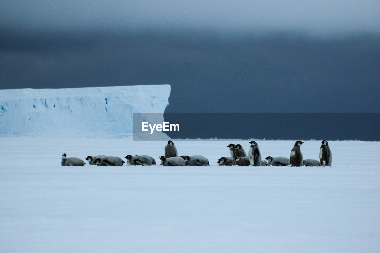 Baby emperor penguins in antarctica. cape washington.