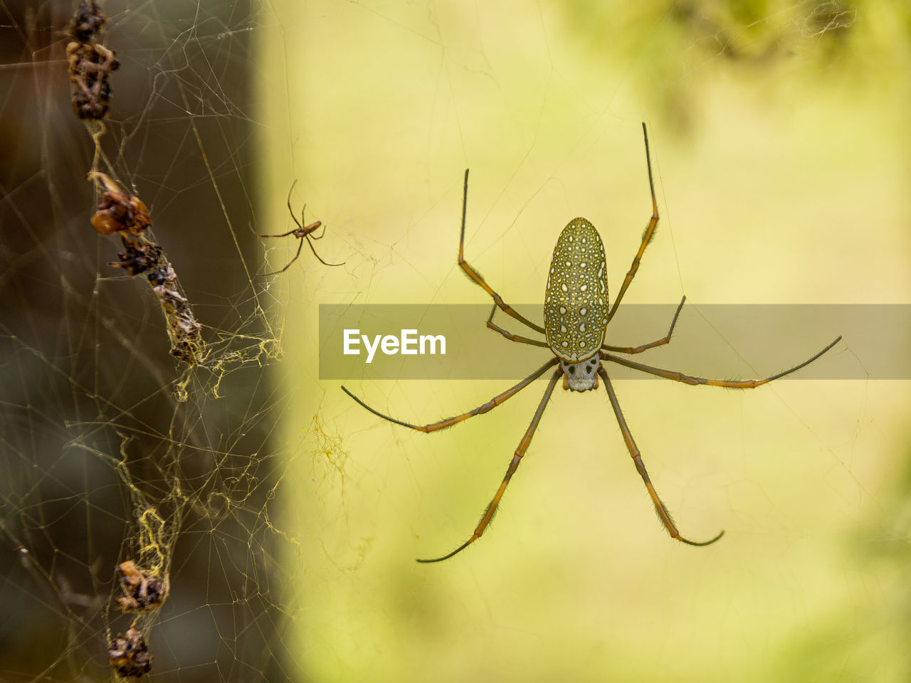 CLOSE-UP OF SPIDER AND WEB