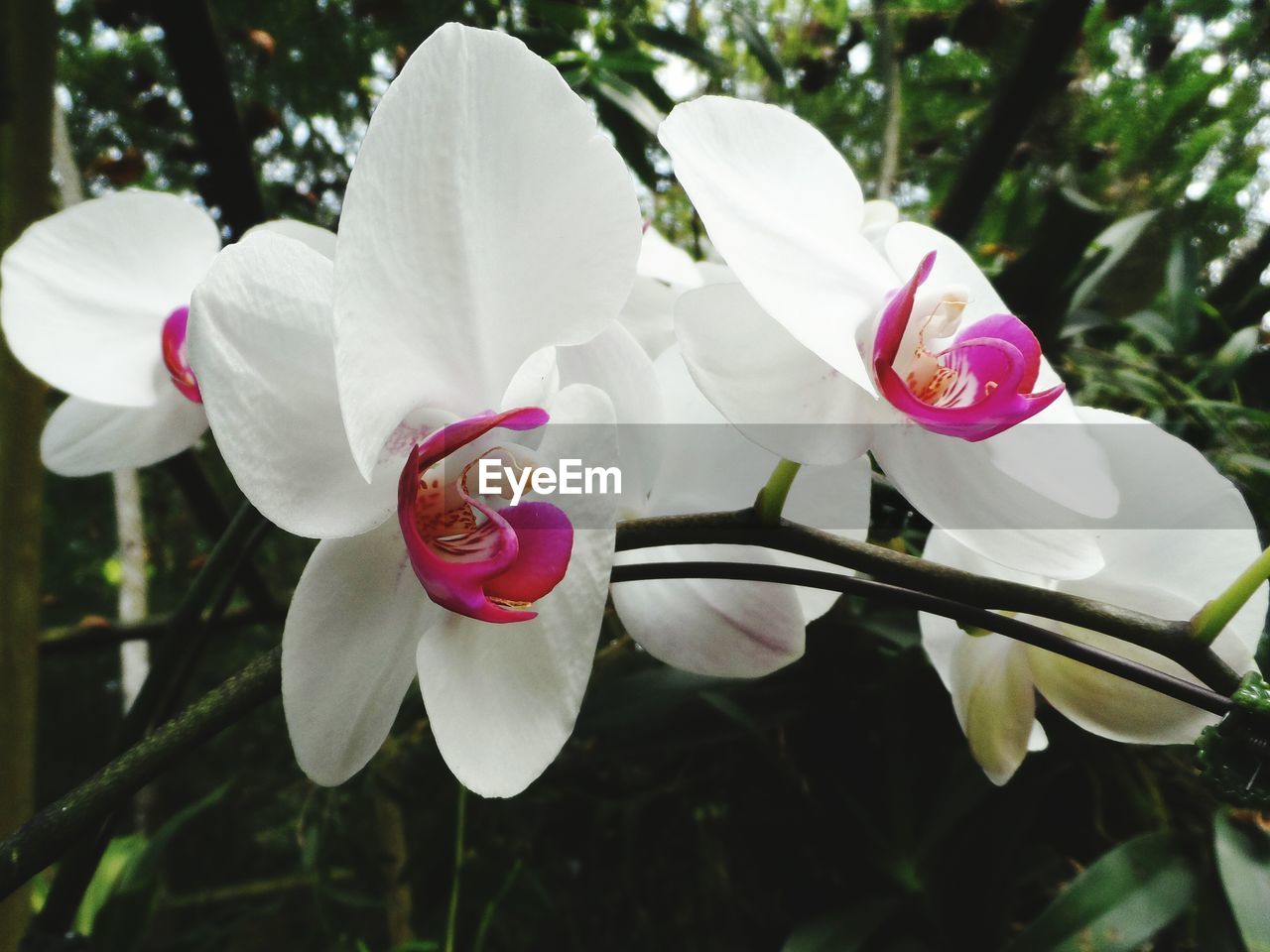 CLOSE-UP OF WHITE FLOWERS