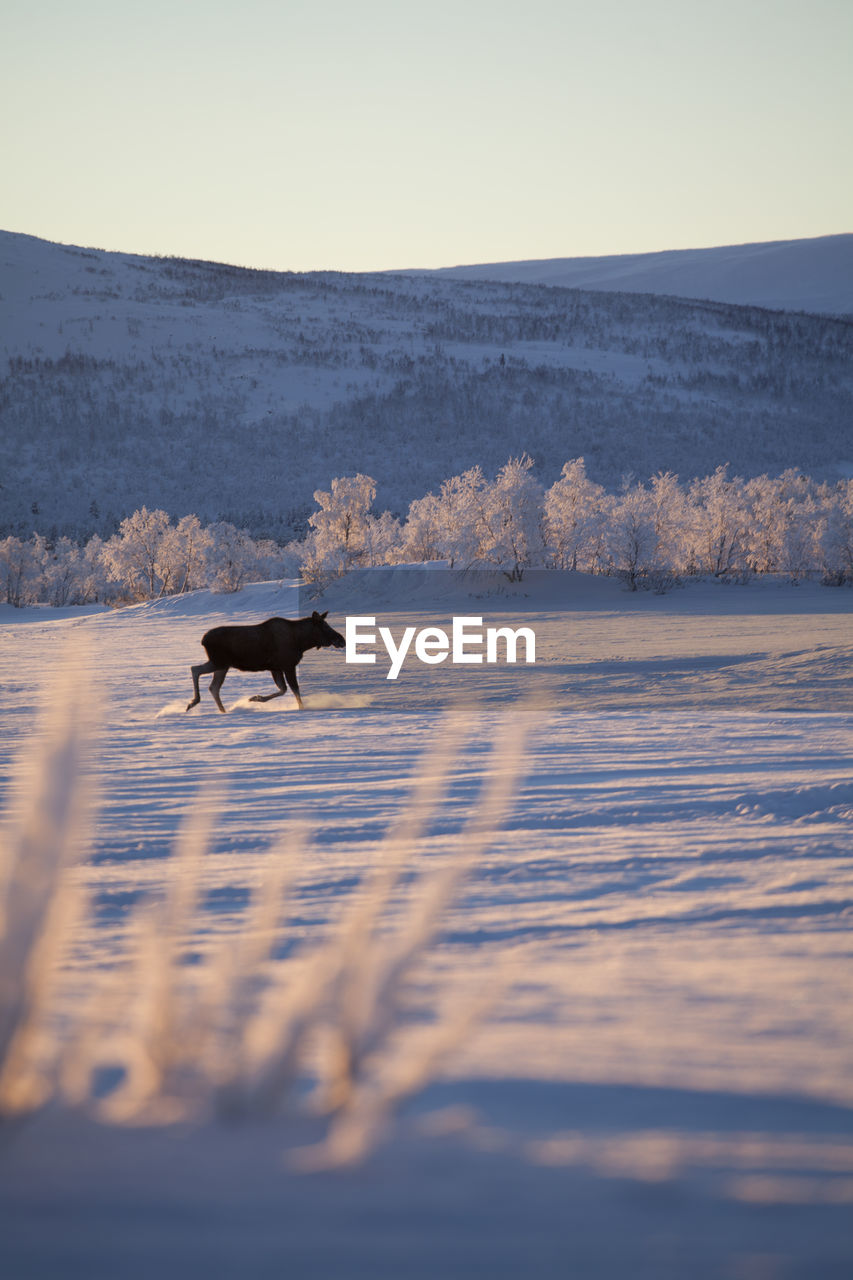 Moose at winter