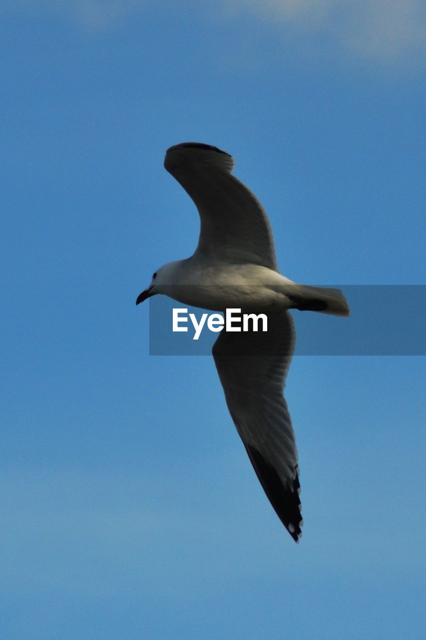 LOW ANGLE VIEW OF BIRD FLYING IN SKY