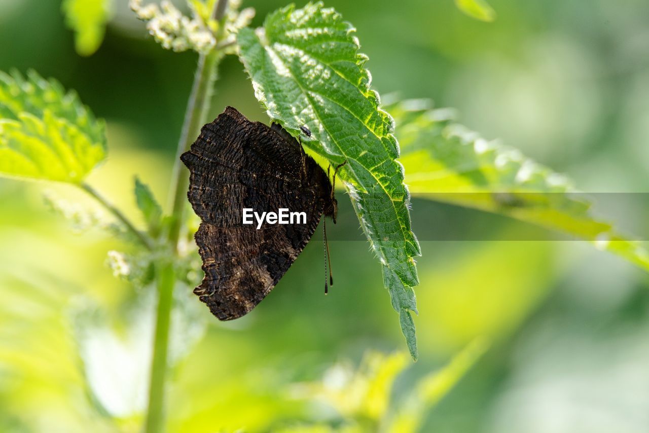 CLOSE-UP OF INSECT ON LEAF