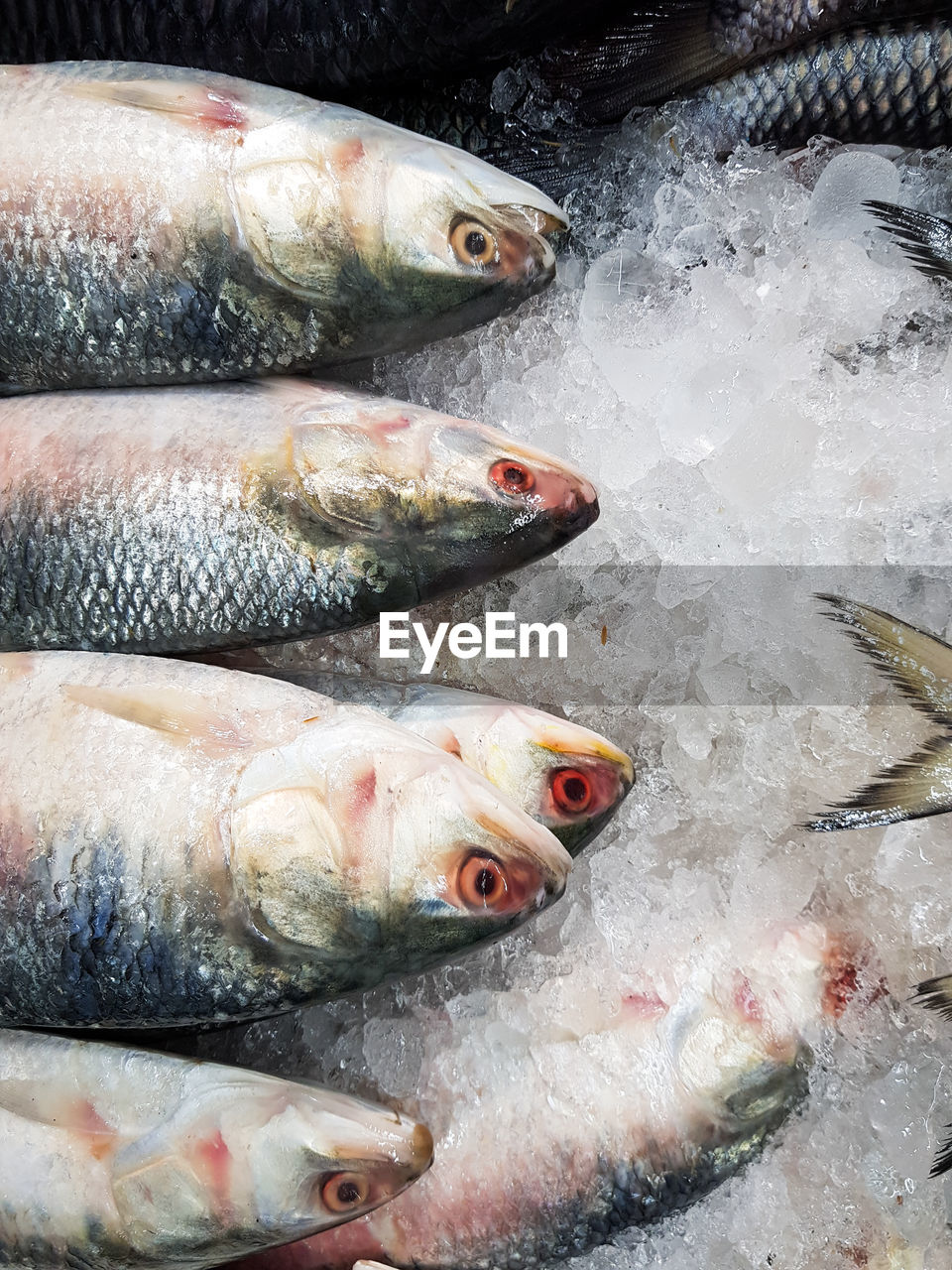 CLOSE-UP OF FISH FOR SALE IN MARKET