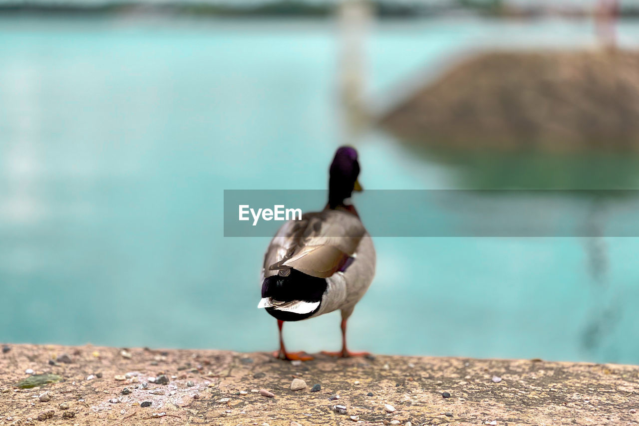 Bird perching on a lake