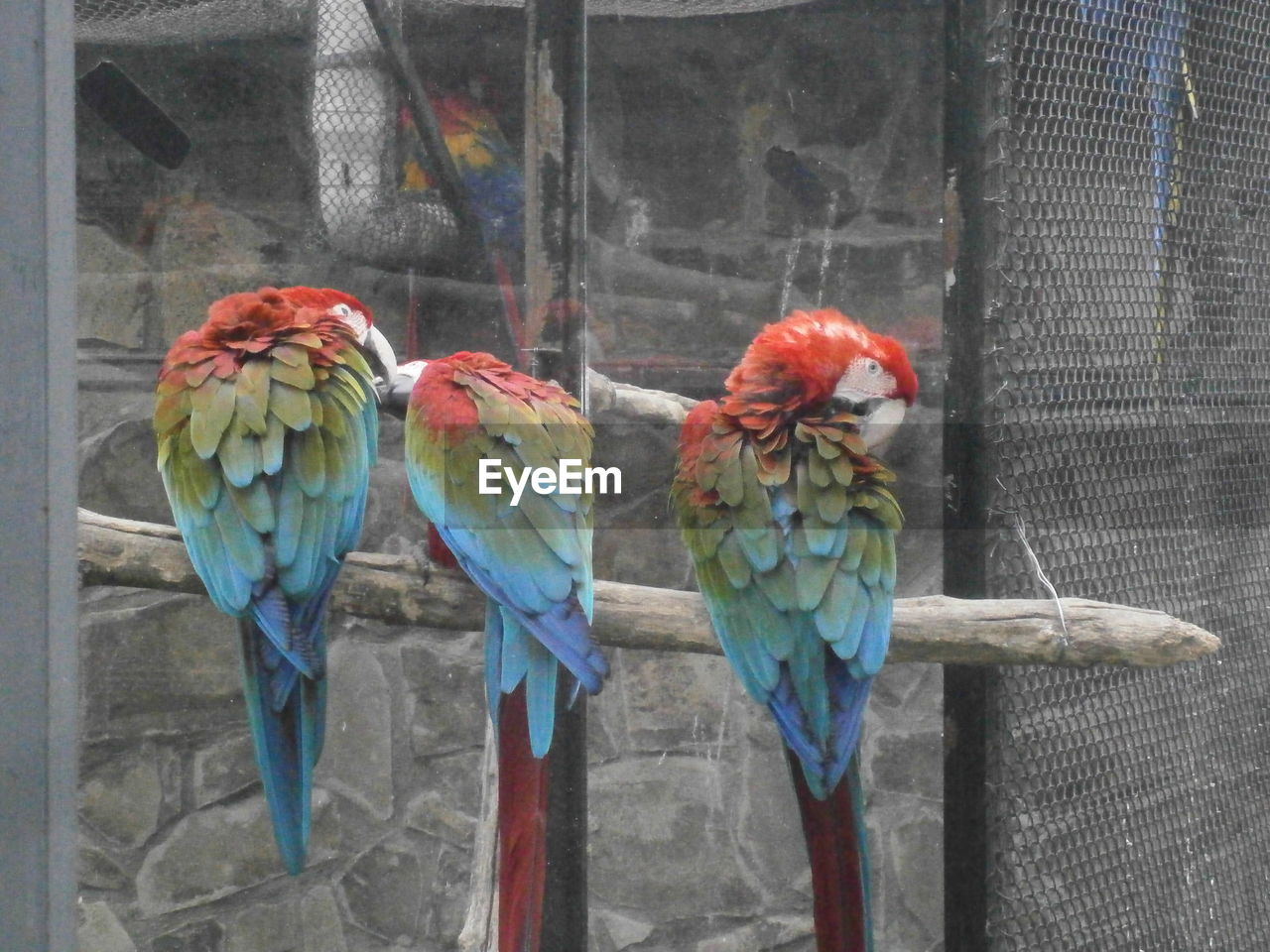 Multi colored bird perching in cage