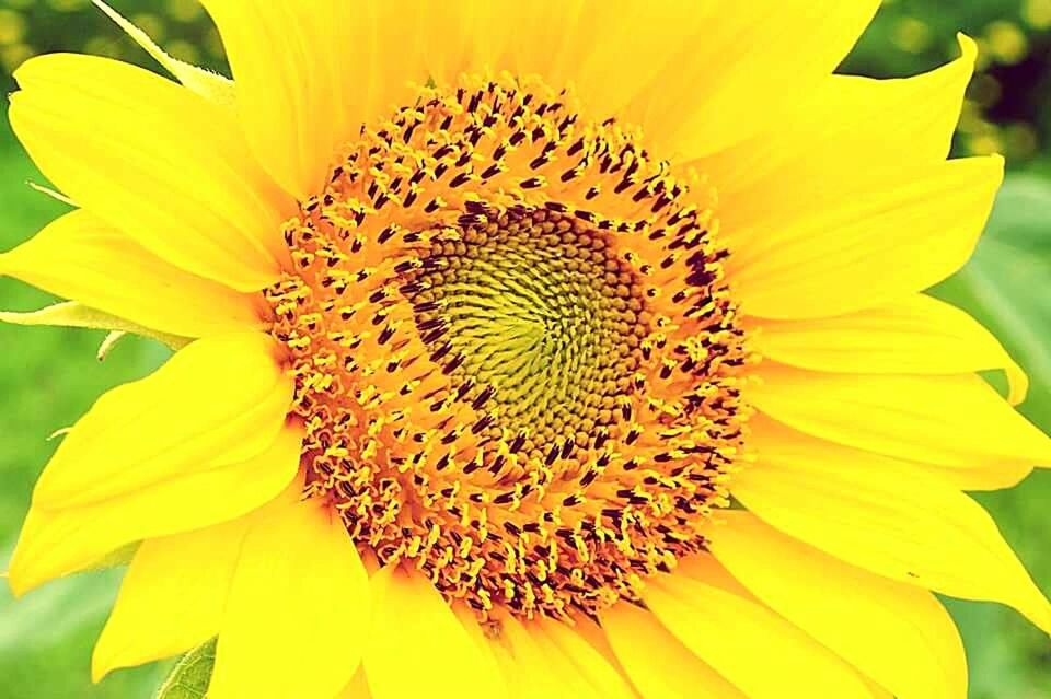 CLOSE-UP OF SUNFLOWERS