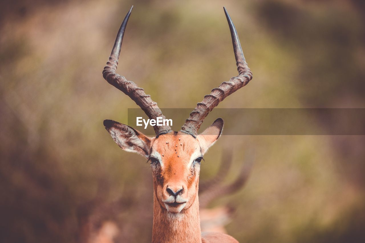 Close-up portrait of deer standing in forest