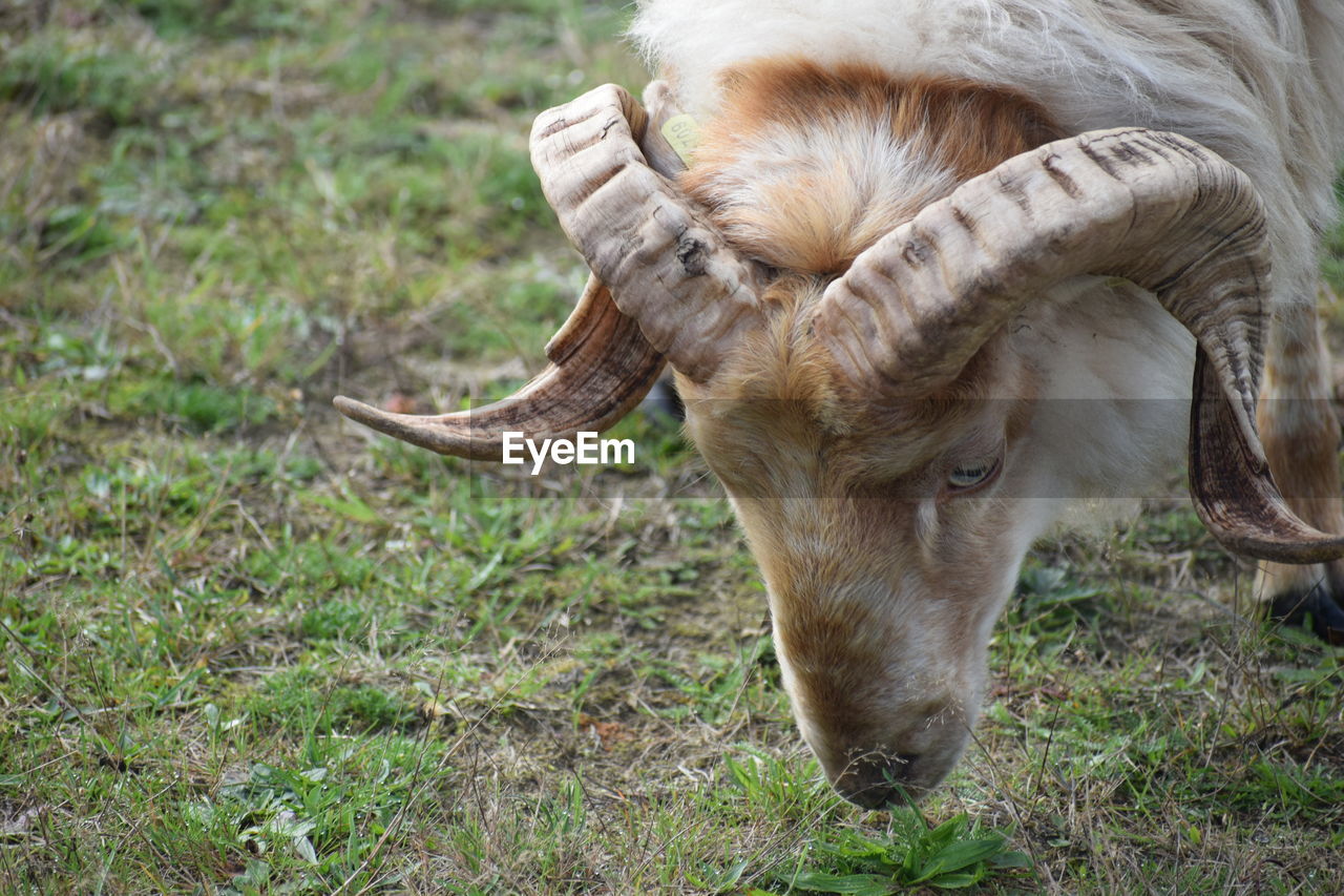 Close-up of a goat on field