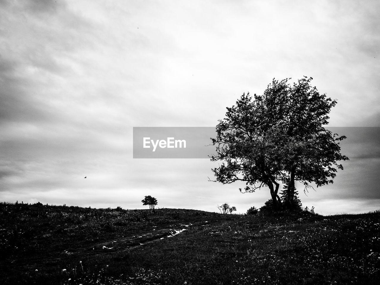 TREES ON FIELD AGAINST CLOUDY SKY