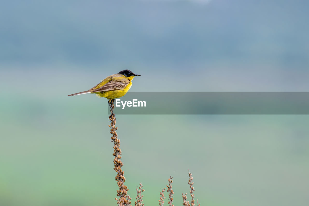 BIRD PERCHING ON A LEAF