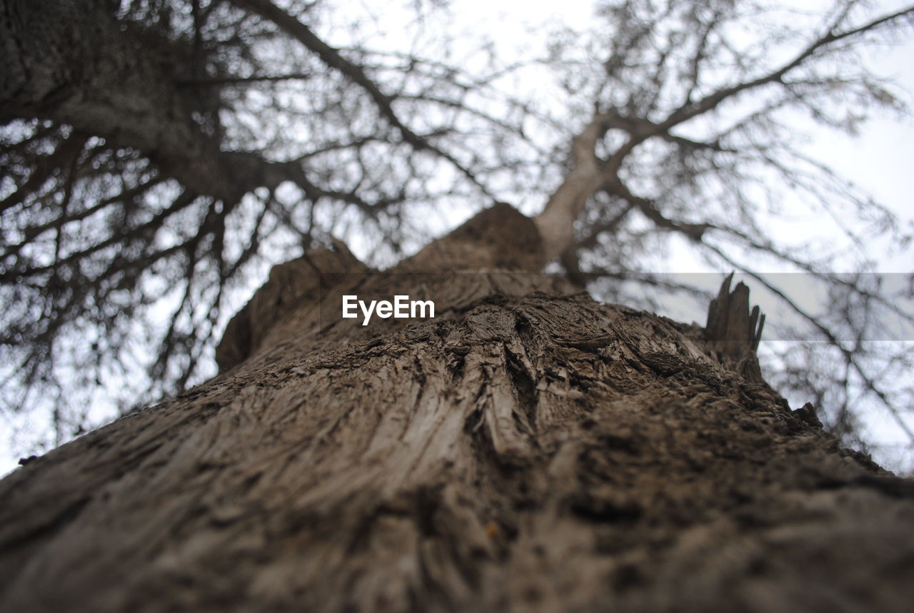 CLOSE-UP OF TREE AGAINST SKY