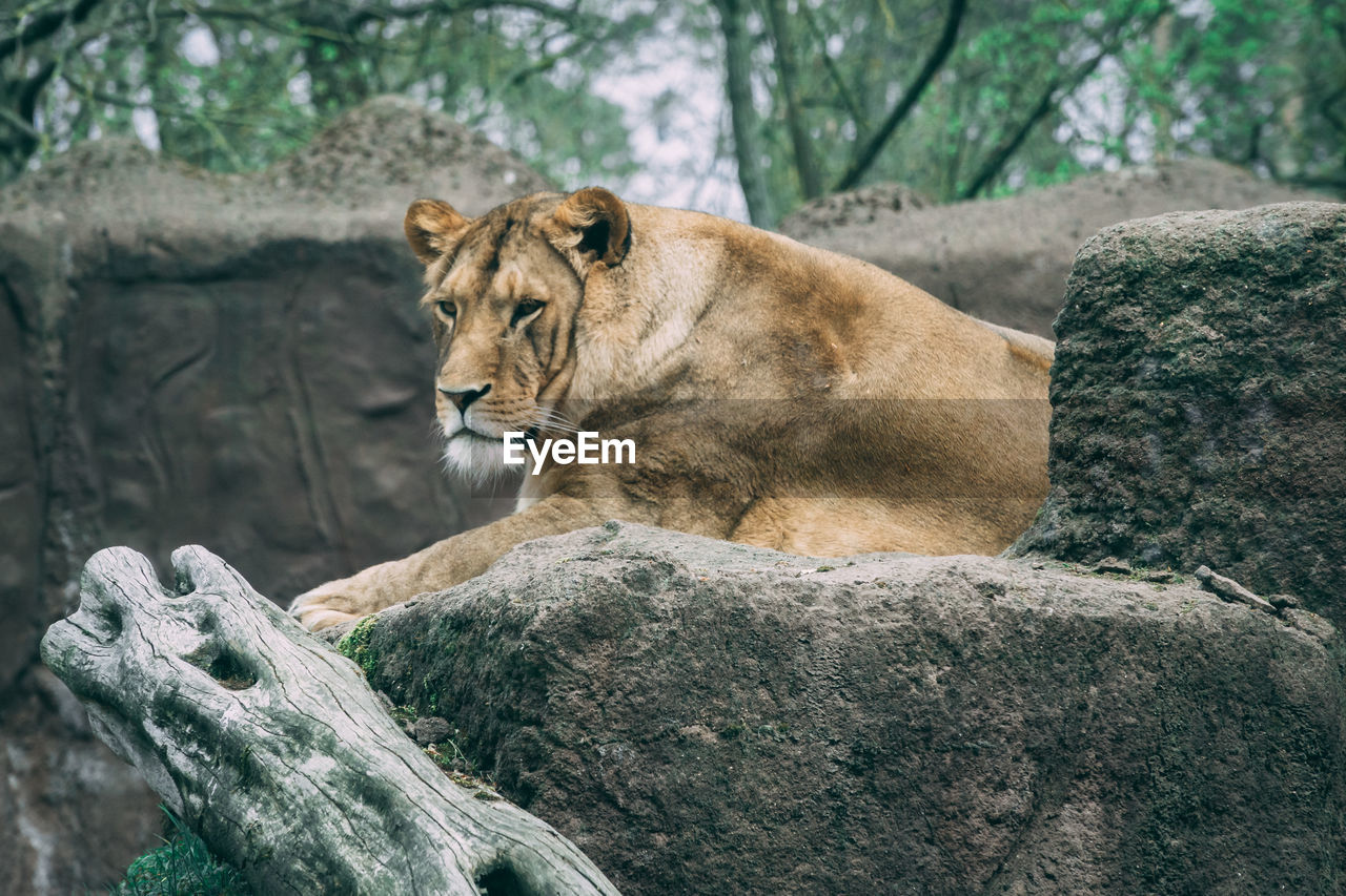 PORTRAIT OF A CAT ON ROCK