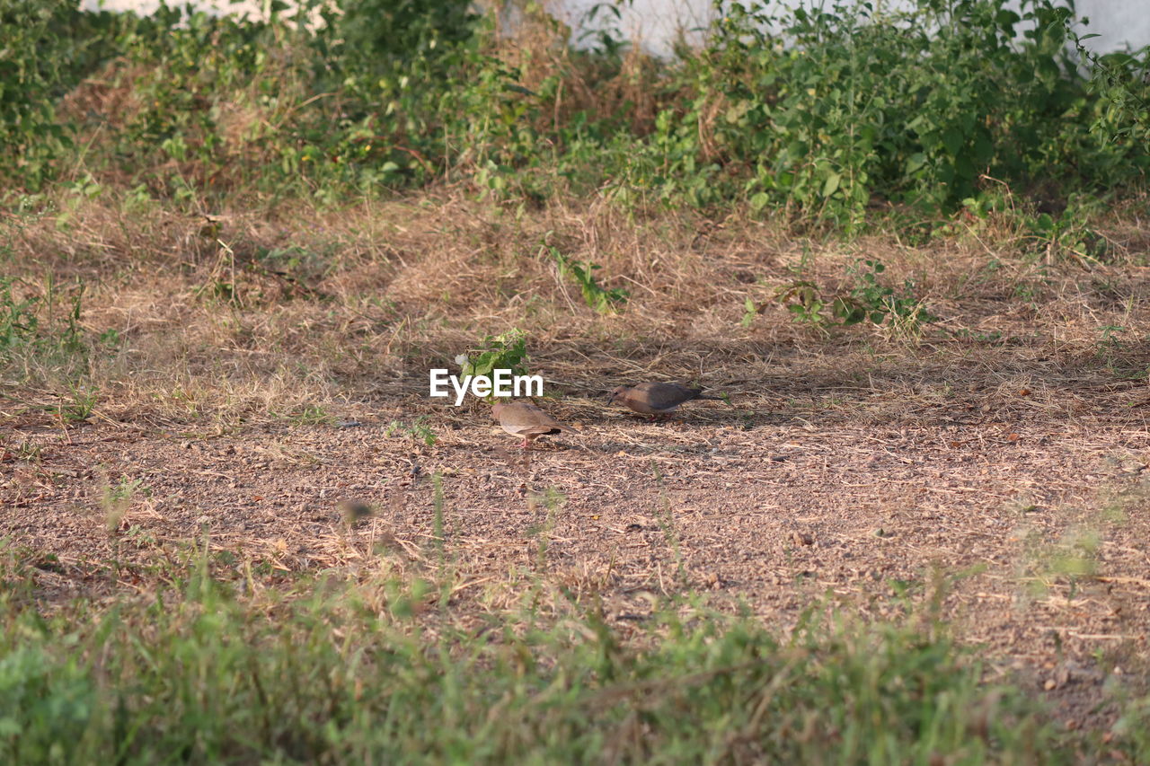 VIEW OF A LIZARD ON FIELD