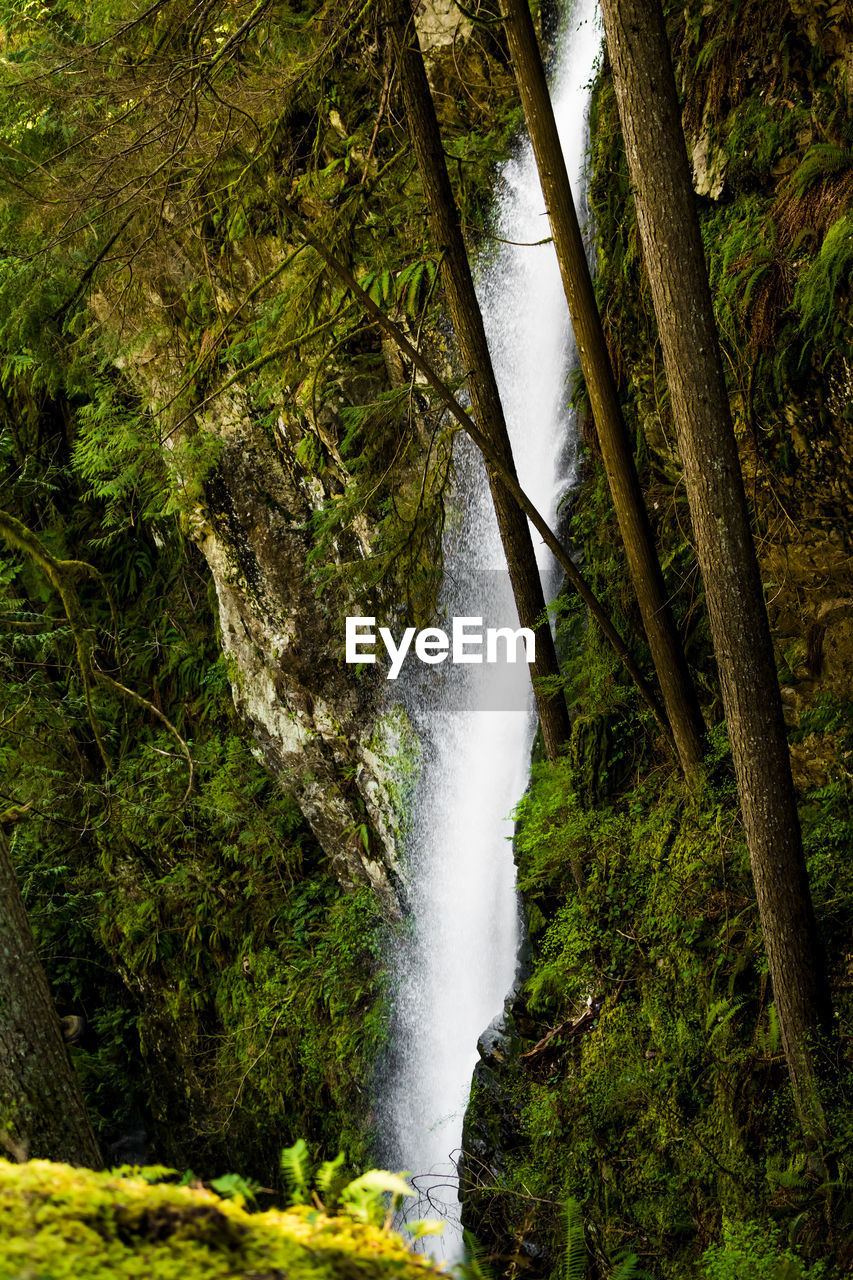 WATERFALL IN FOREST