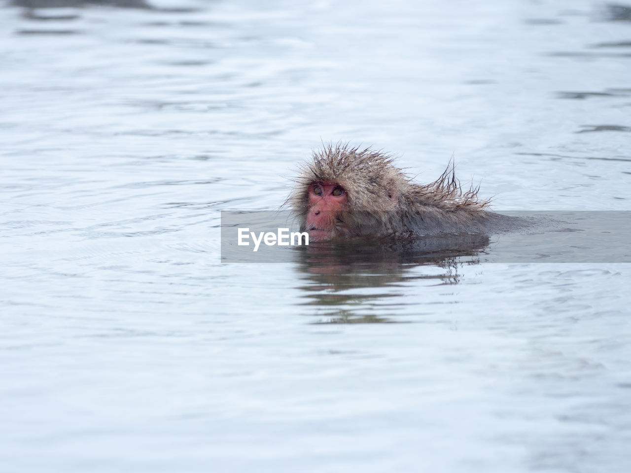 Japanese snow monkey in hot spring