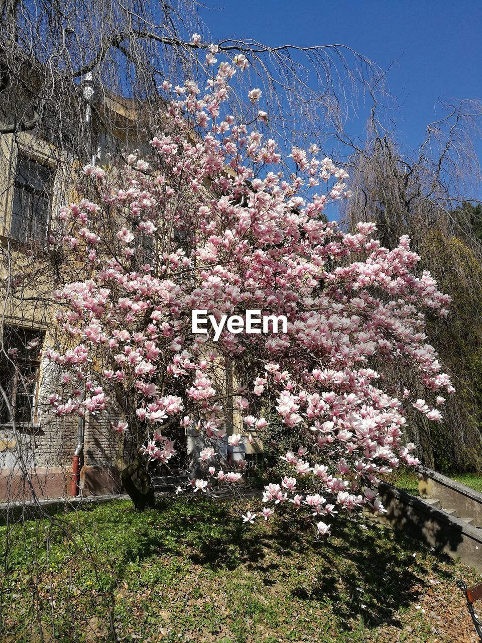 LOW ANGLE VIEW OF FLOWERS GROWING ON TREE