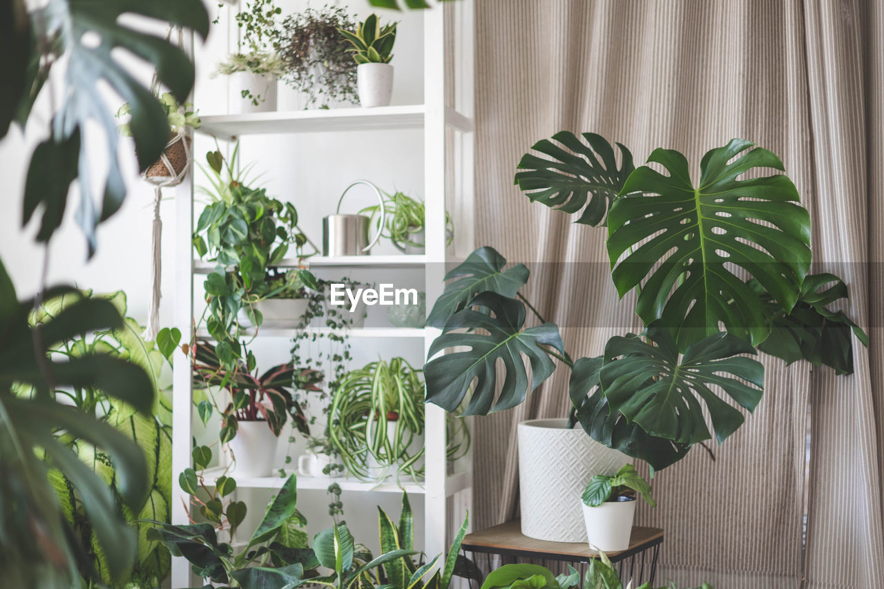 close-up of potted plant against window