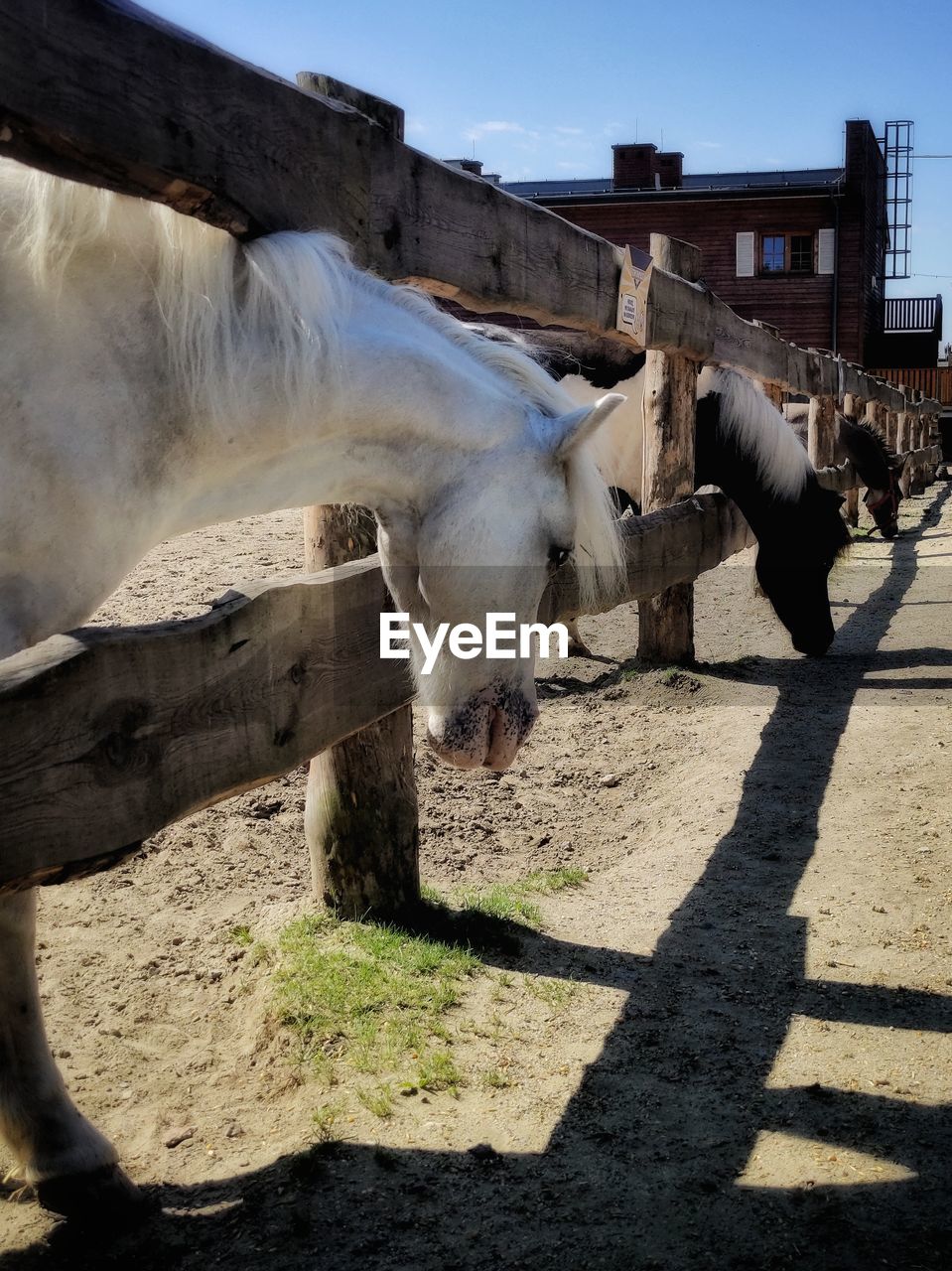 View of horse in ranch