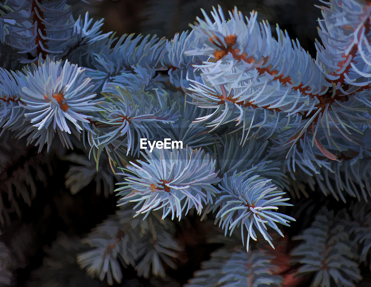 branch, tree, plant, nature, frost, reef, coniferous tree, pine tree, pinaceae, no people, spruce, leaf, flower, beauty in nature, winter, close-up, growth, outdoors, plant part, fir, day, cold temperature, water, focus on foreground, christmas tree