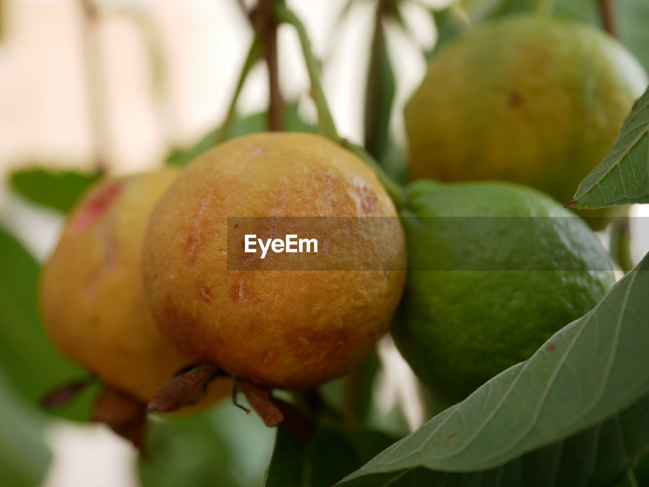 Close-up of fruits growing on tree