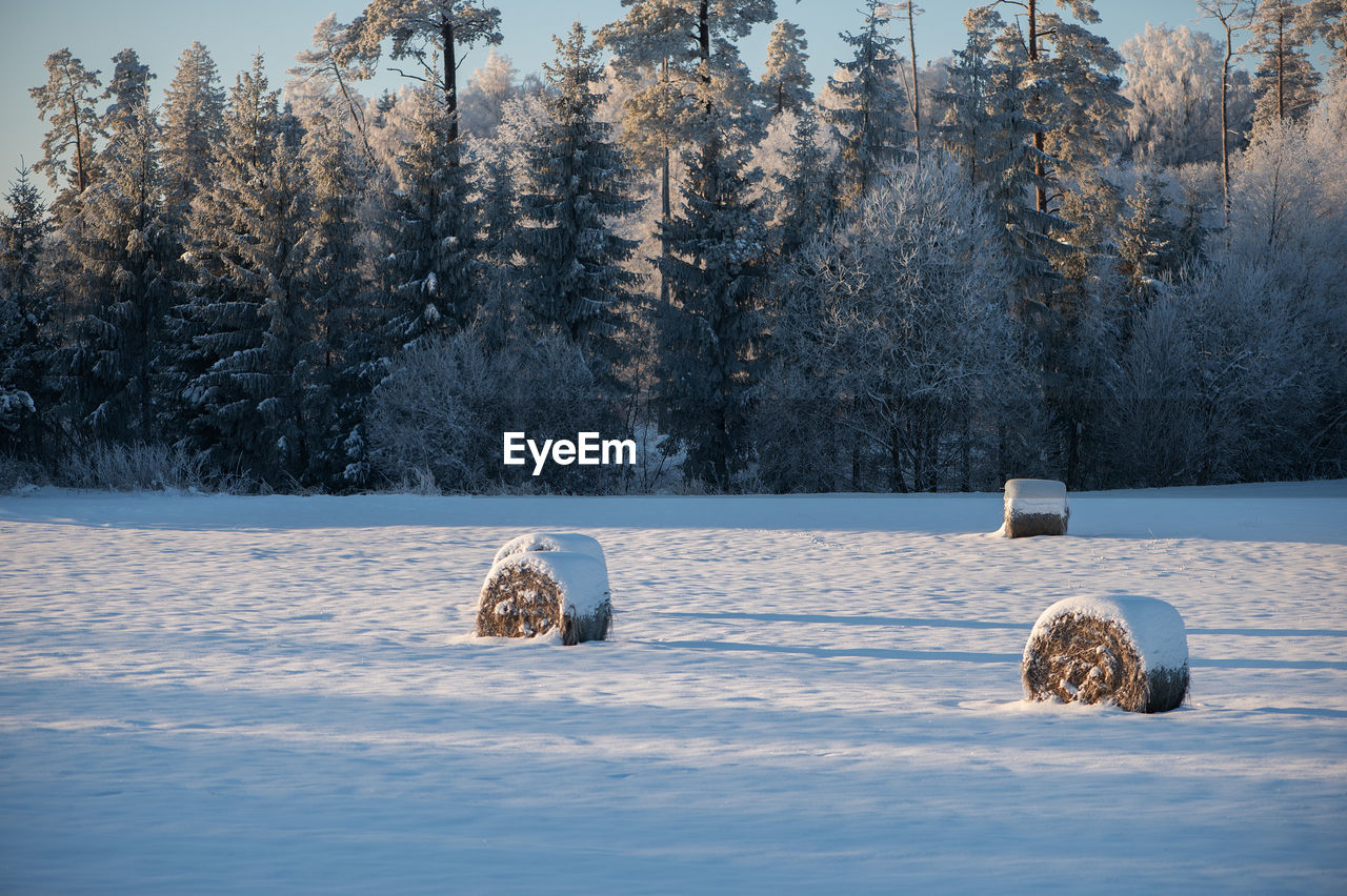 winter, snow, cold temperature, tree, plant, nature, reflection, beauty in nature, scenics - nature, no people, environment, freezing, land, frozen, tranquility, tranquil scene, ice, landscape, morning, day, outdoors, non-urban scene, forest, frost, sky, water, animal