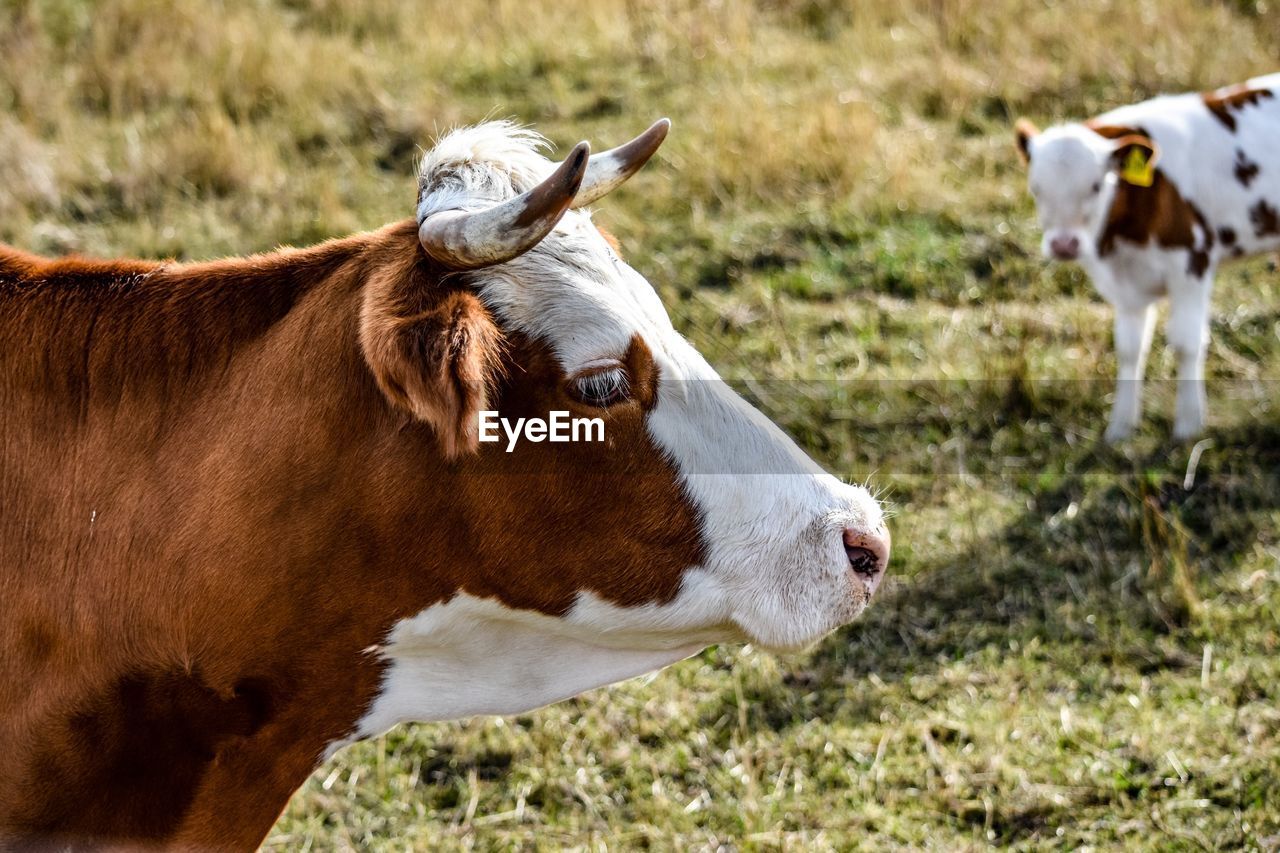 View of cow on field