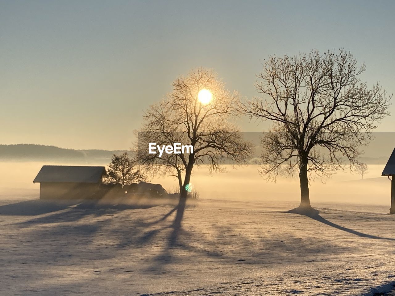 Bare trees on field against sky during winter