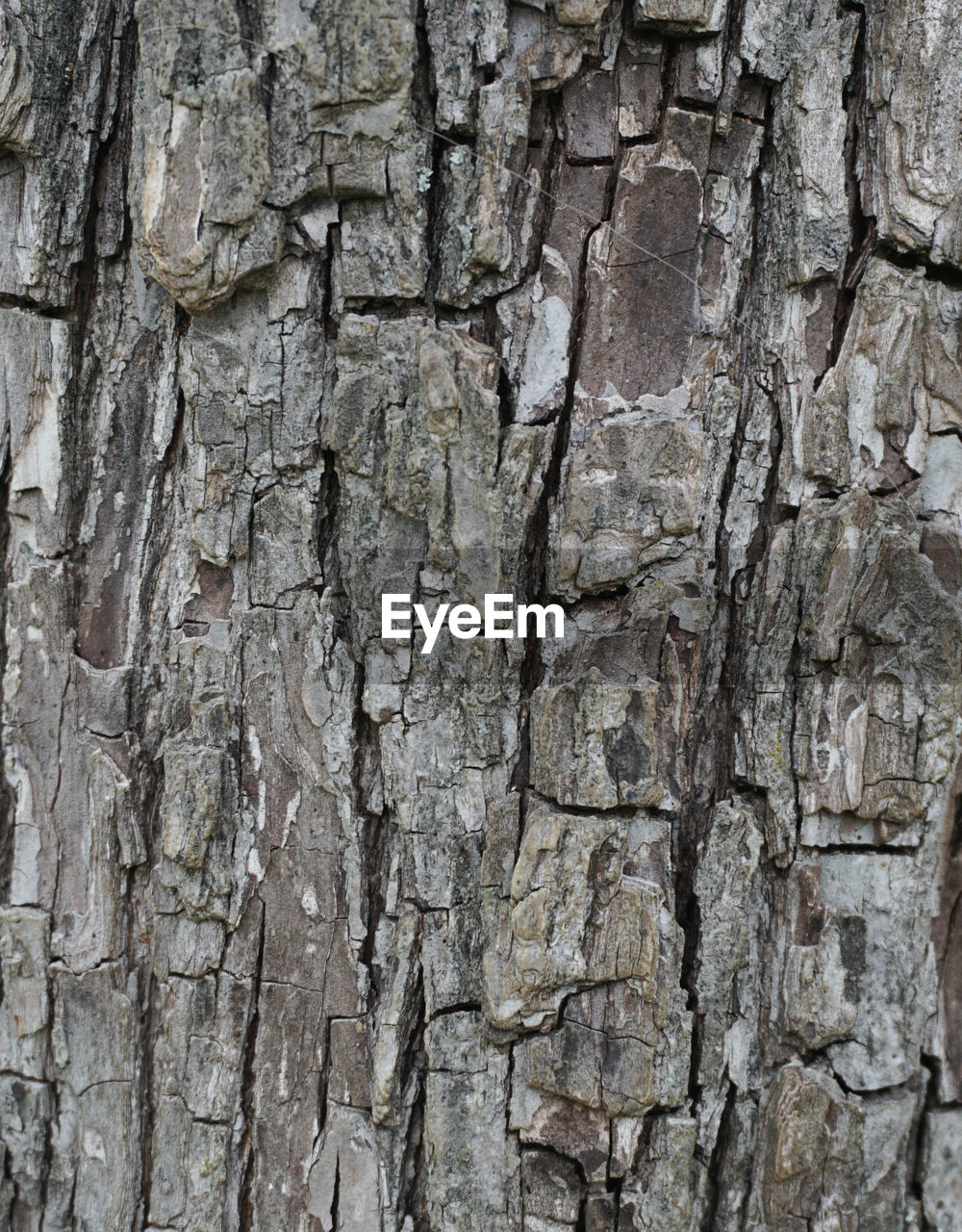 Full frame shot of tree trunk