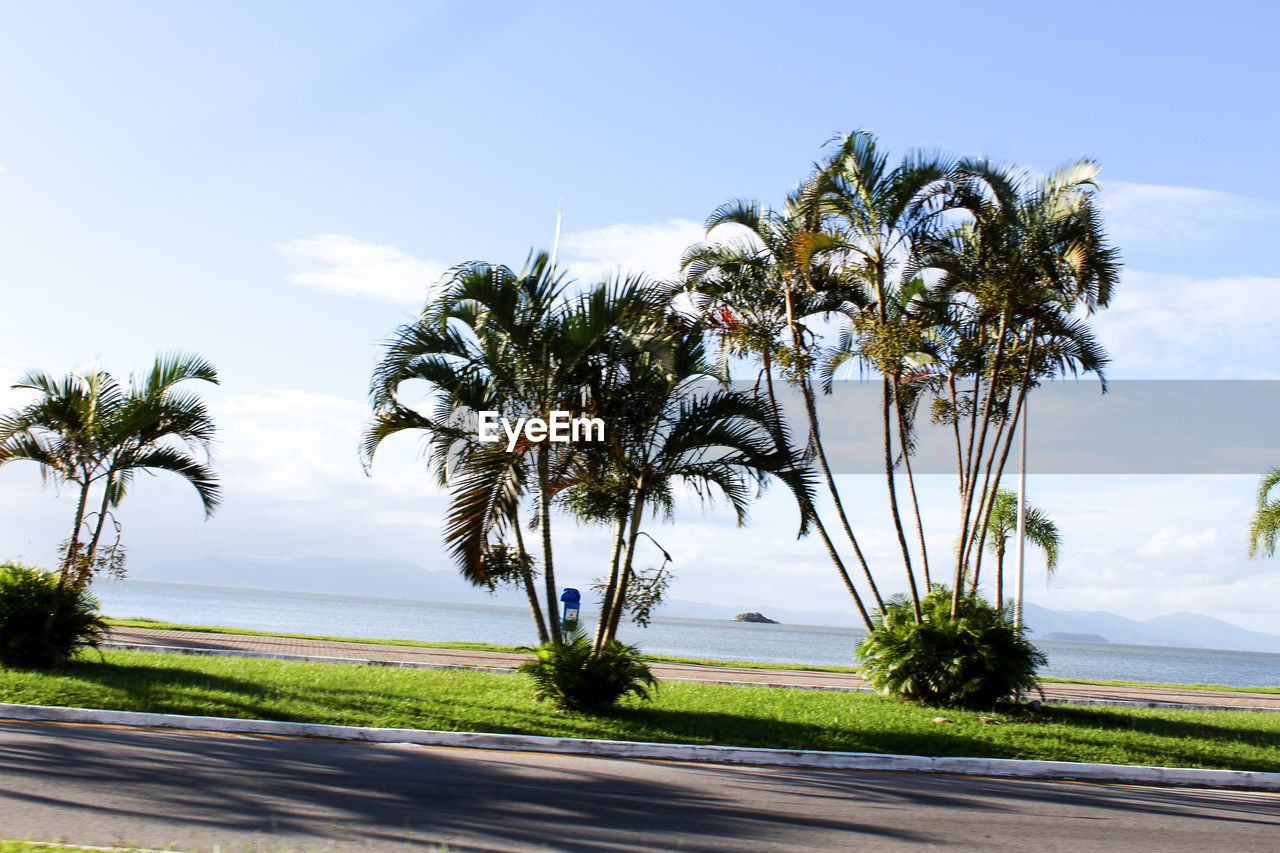 PALM TREES BY ROAD AGAINST SKY