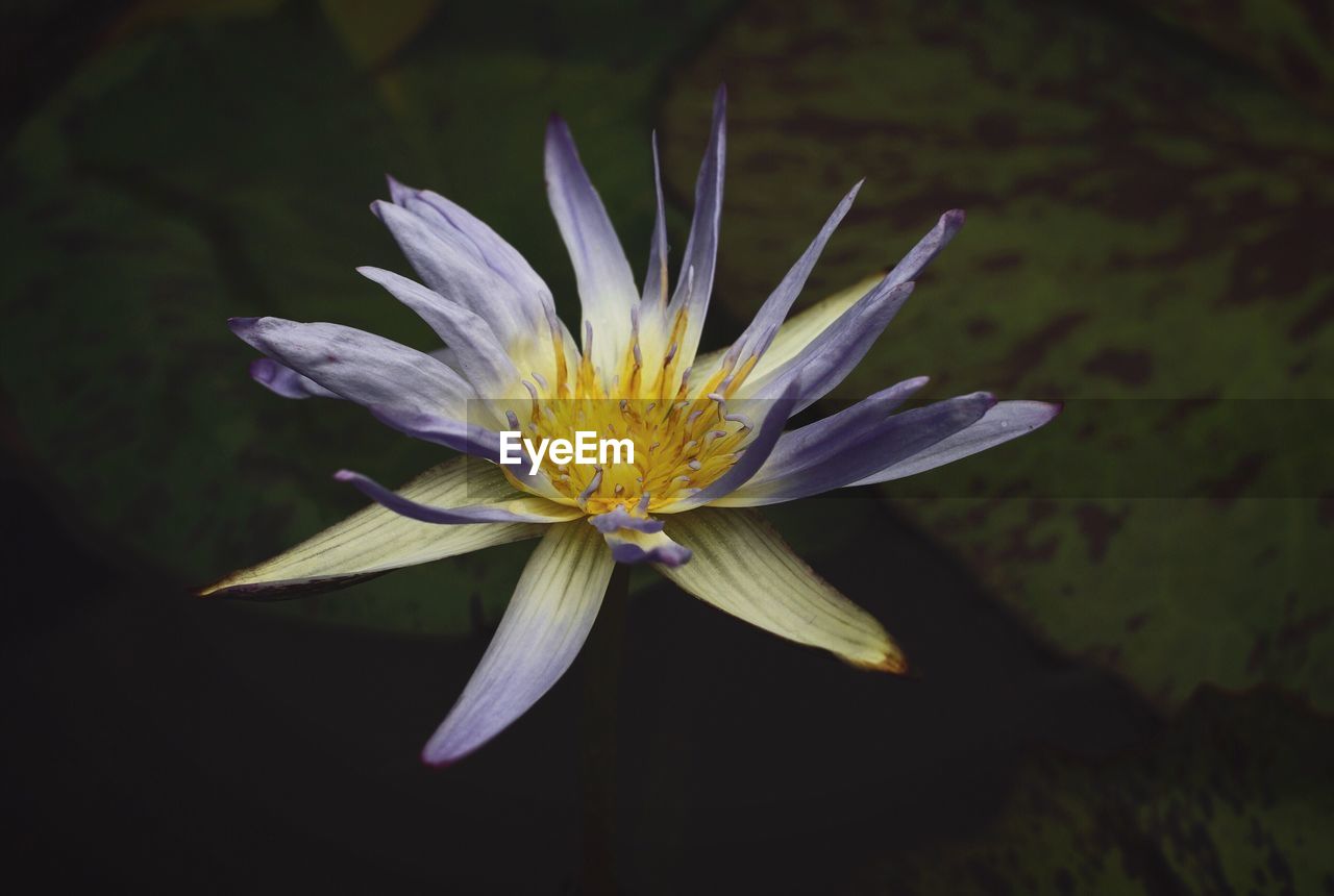 CLOSE-UP OF YELLOW FLOWER