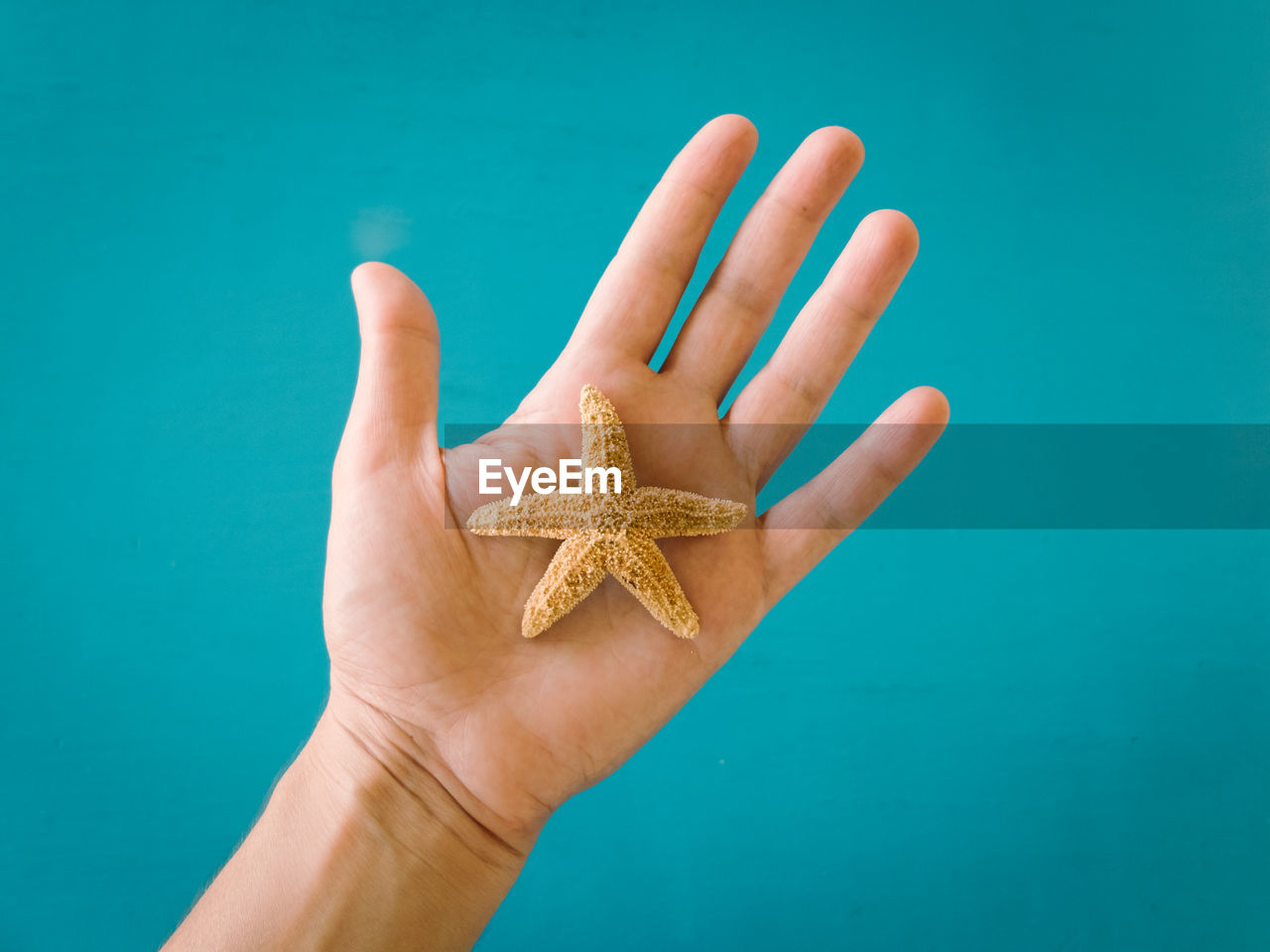 Cropped image of hand with starfish against turquoise wall