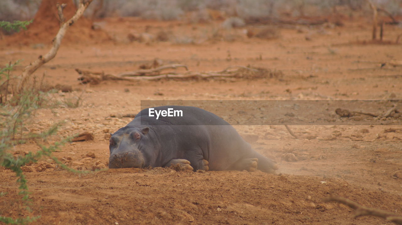 Rhinoceros relaxing on land