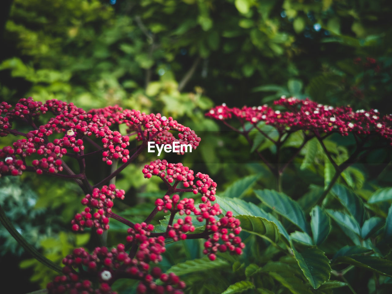 CLOSE-UP OF RED BERRIES