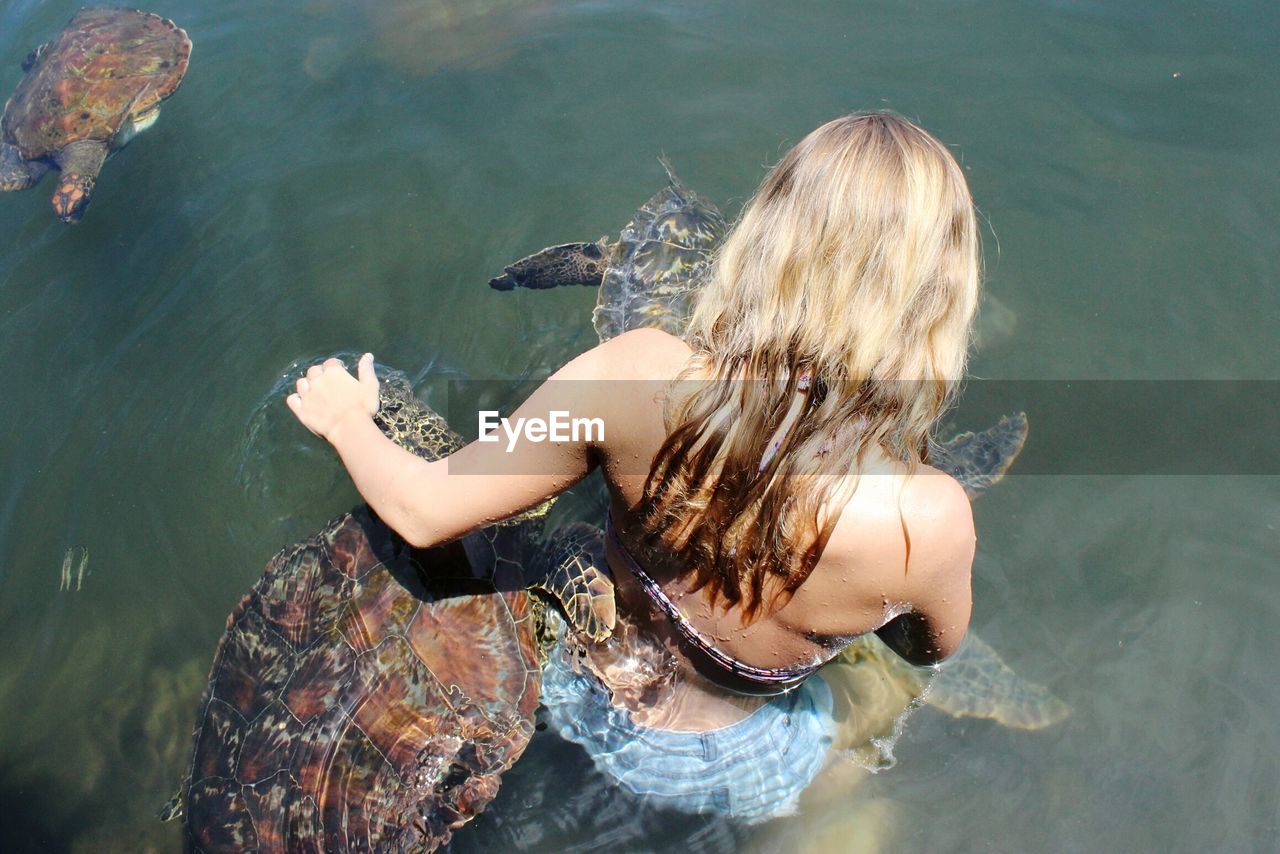 Woman in sea with turtles