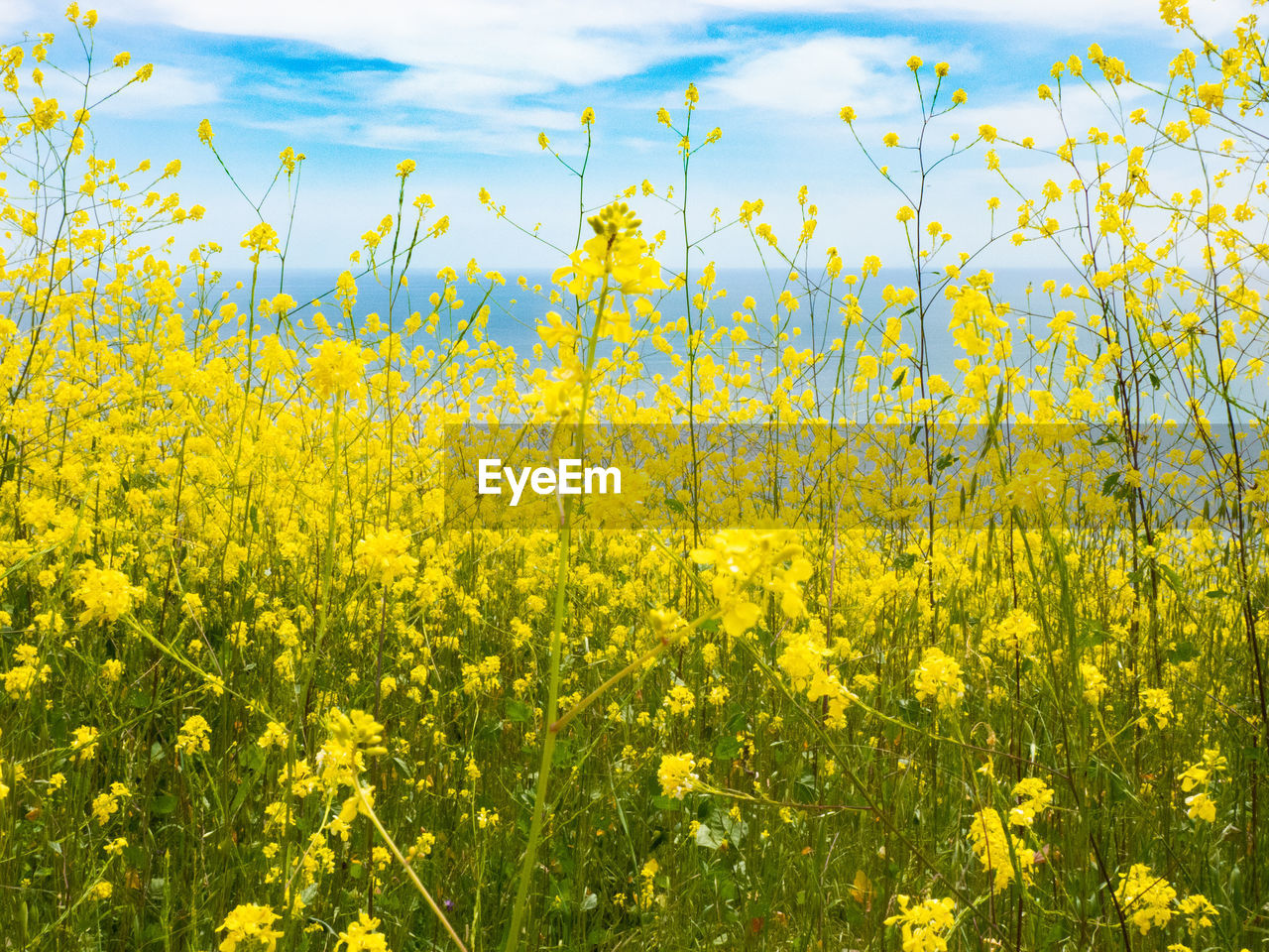 Scenic view of oilseed rape field against sky