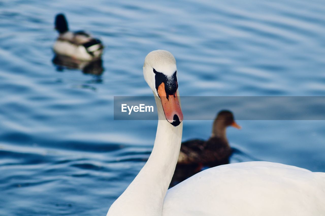 SWANS SWIMMING ON LAKE