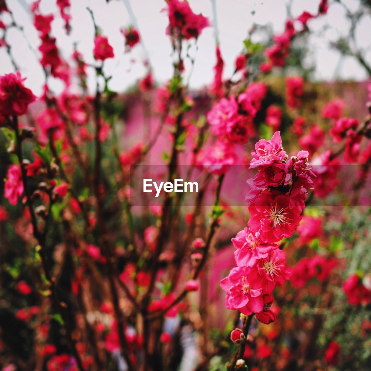 CLOSE-UP OF PINK FLOWERS BLOOMING