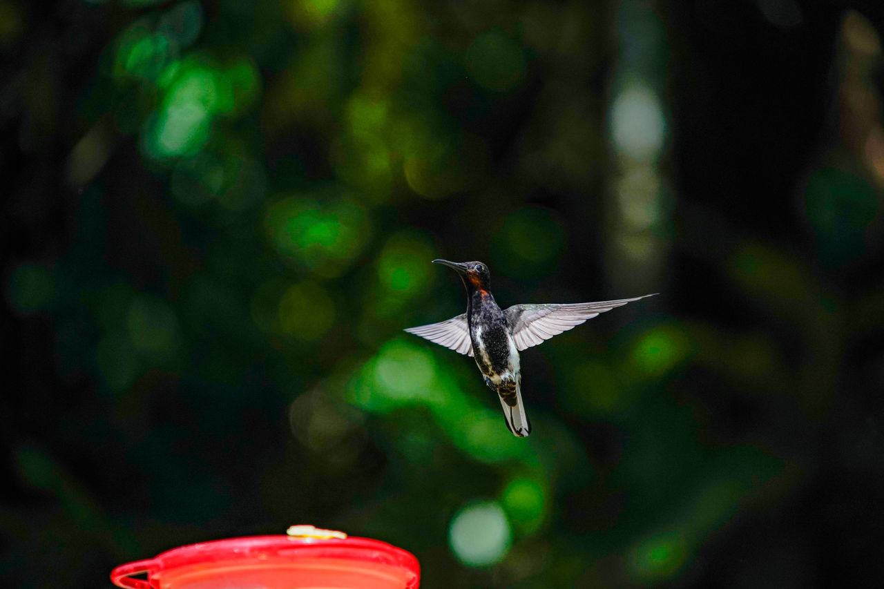 CLOSE-UP OF BIRD FLYING OVER BLURRED PLANTS