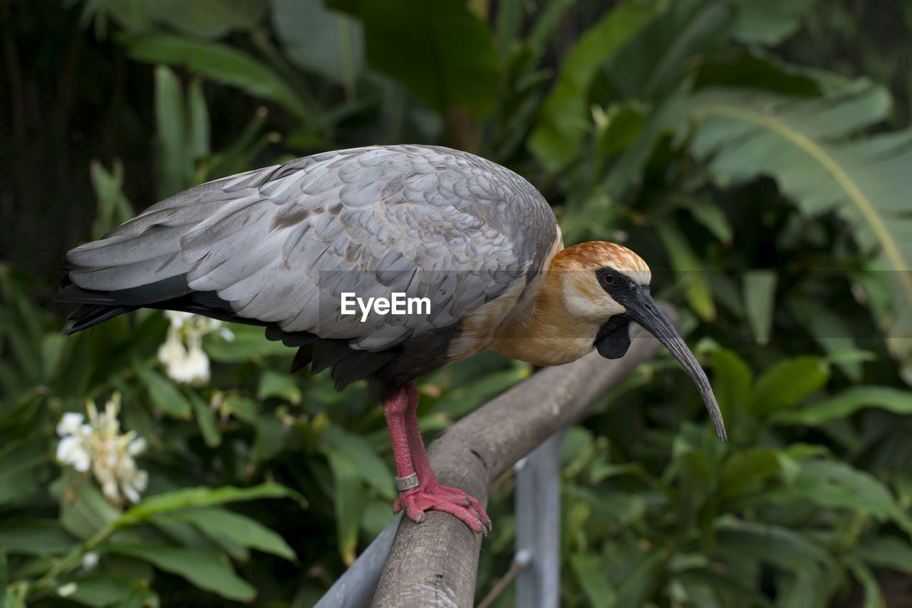 Close-up of bird perching on a plant