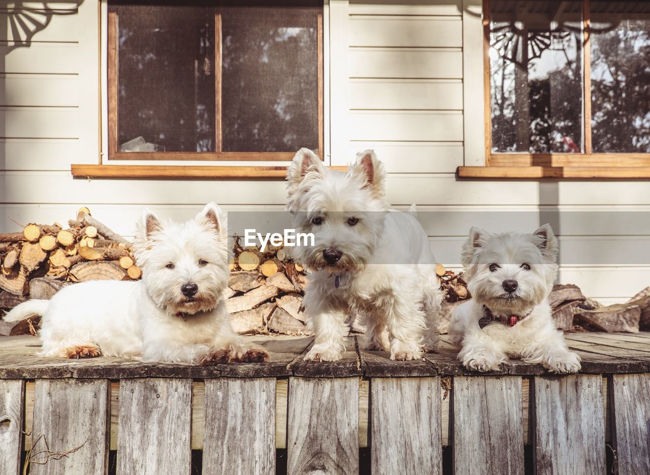 CLOSE-UP OF DOGS ON WOOD AGAINST WALL