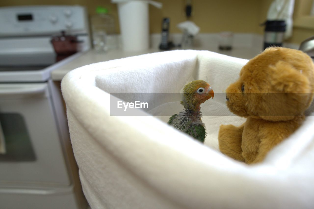 Close-up of a bird and stuffed bear