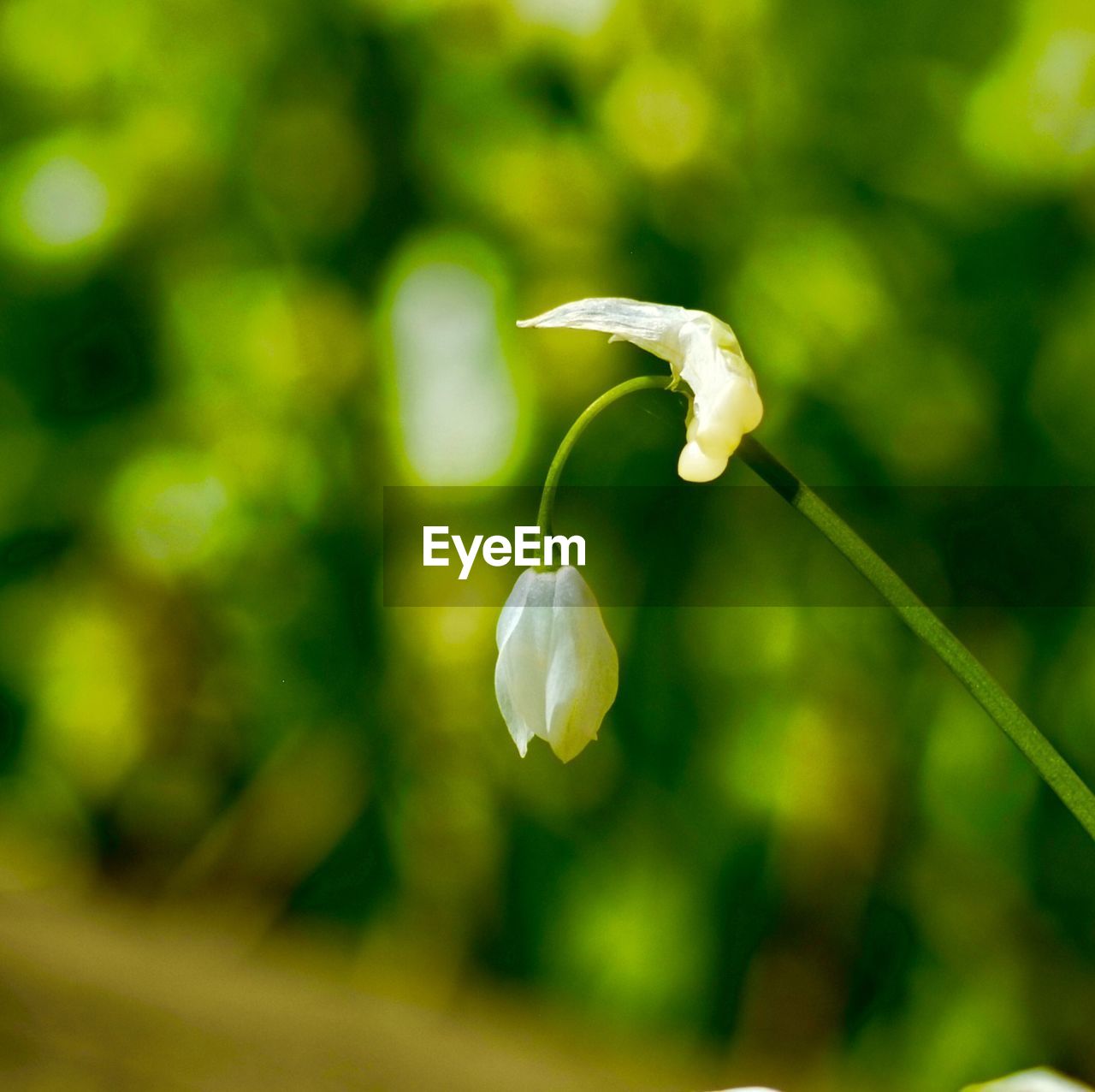 CLOSE-UP OF WHITE FLOWERING PLANT AGAINST BLURRED BACKGROUND