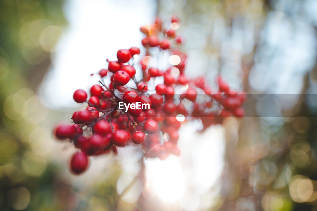 Close-up of red berries growing on tree