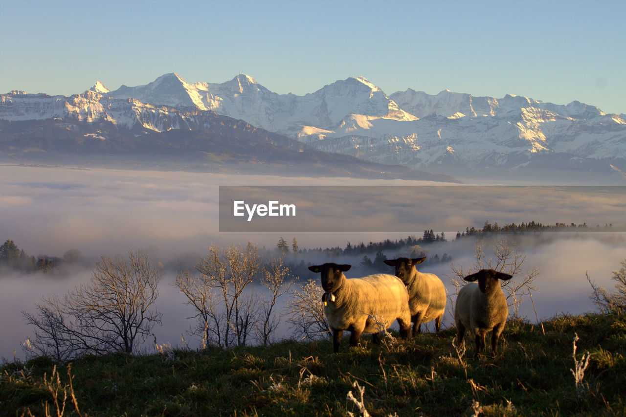 SHEEP IN A FARM