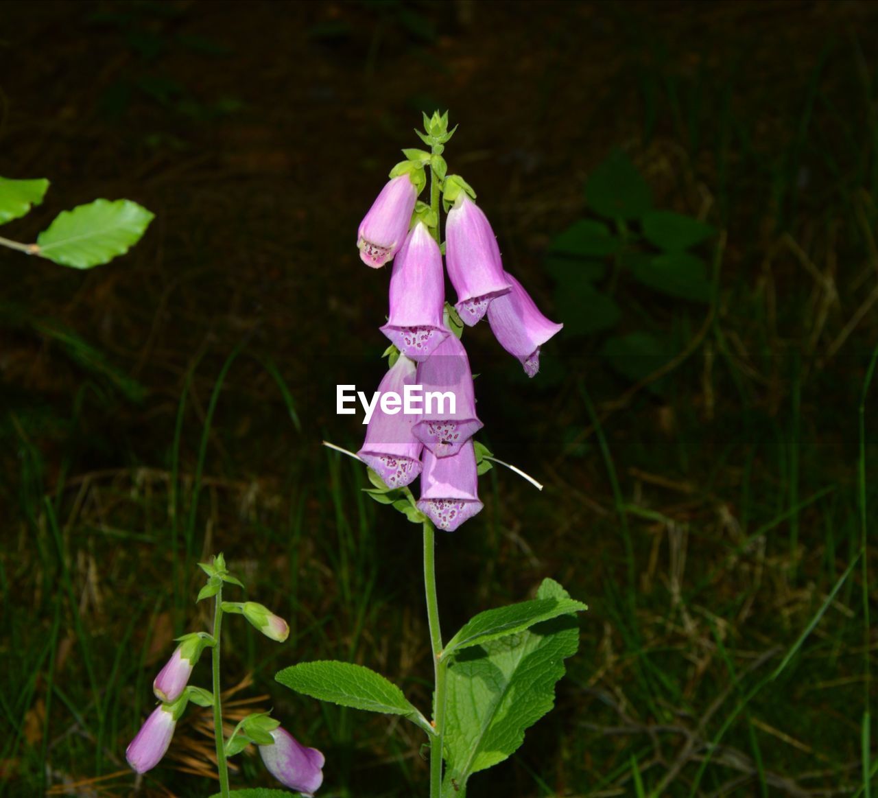 CLOSE-UP OF PURPLE FLOWER ON PLANT