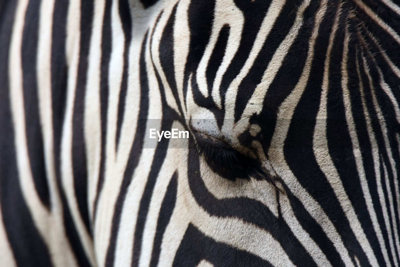 Close-up portrait of zebra