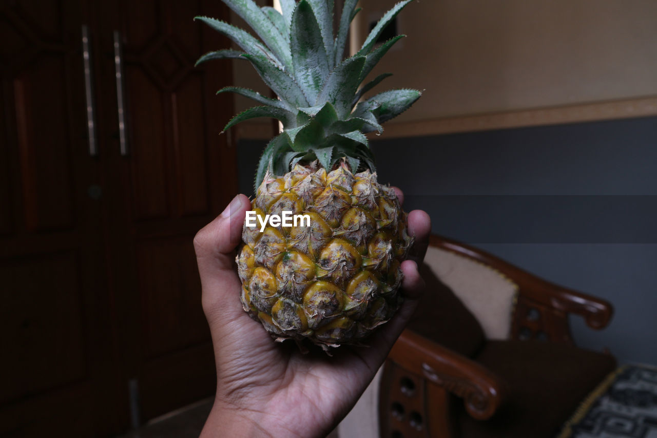 pineapple, ananas, bromeliaceae, hand, holding, food and drink, food, one person, healthy eating, fruit, tropical fruit, freshness, wellbeing, produce, indoors, plant, adult, lifestyles, close-up