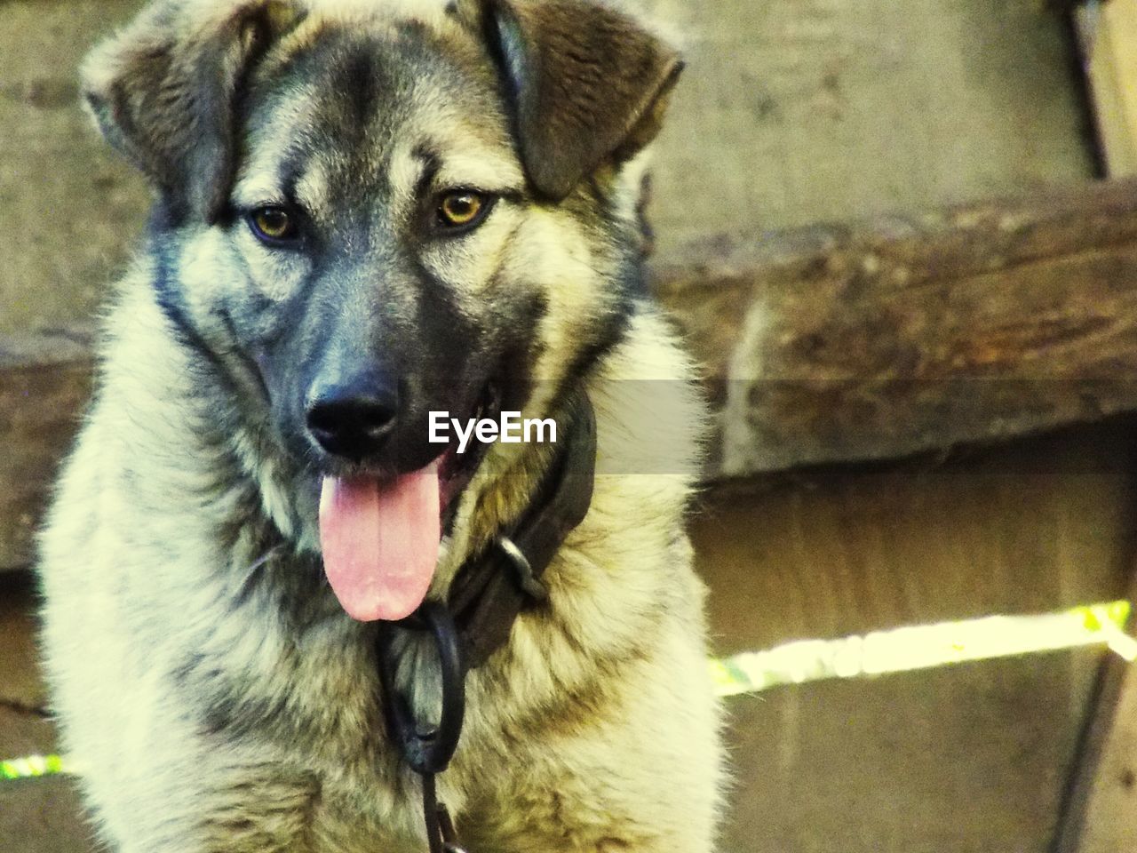 PORTRAIT OF DOG